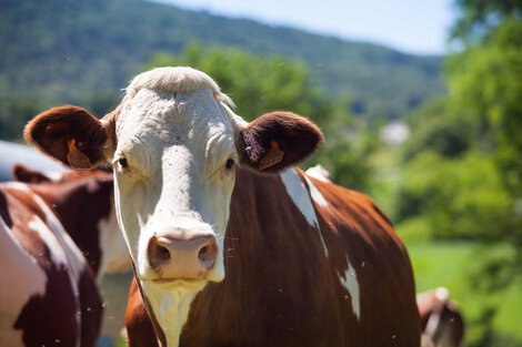 Brasil analiza un caso de la enfermedad de la vaca loca. Imagen: Freepik.