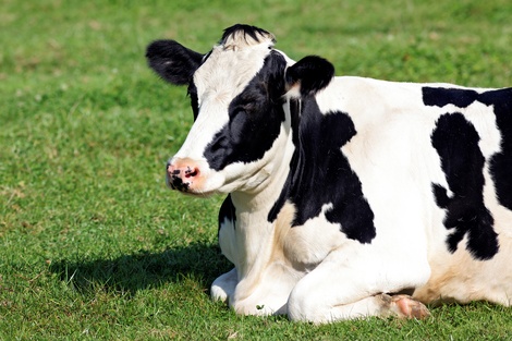 Brasil: sacrifican al bovino con el mal de la "vaca loca"