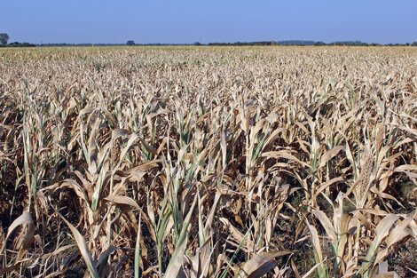 Se prevé que las exportaciones agrícolas para 2023 caigan un 28% en comparación con los niveles de 2022 (Foto: NA).