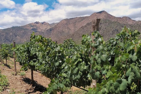 Producción de vid en Salta