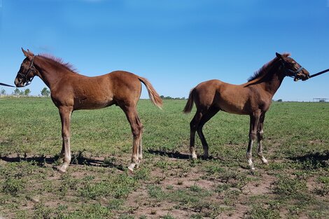 A la derecha, la yegua que debía salir caballo.