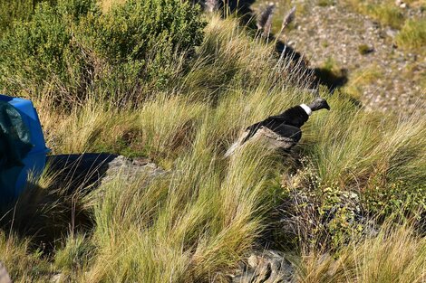 El ejemplar será rastreado gracias a un dispositivo de localización que le aplicaron de manera intramuscular. (Foto: Varvara Nicolás)