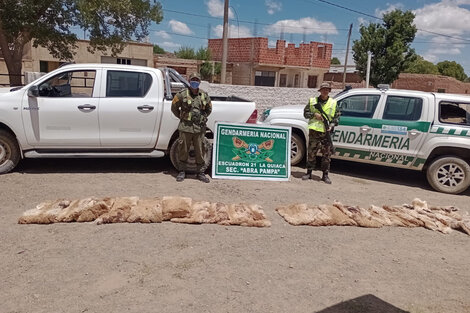 Incautan cueros de vicuña en un control vial en Abra Pampa