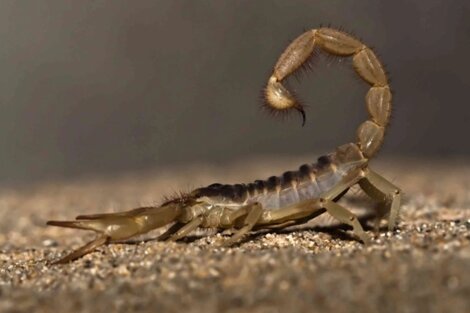 Alacranes en CABA: cómo identificar la especie más peligrosa, los riesgos de su picadura y qué hacer si veo uno