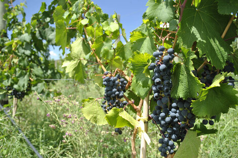 "En Mendoza es cada vez más difícil producir"