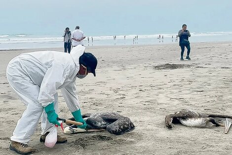 Gripe aviar: encontraron más de 600 pelícanos muertos en una isla protegida de Colombia