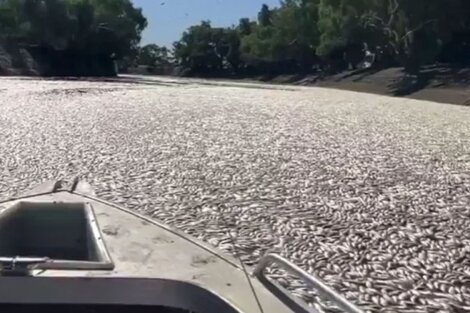 Los peces muertos en el río Darling complican el avance de las lanchas. (Imágen: Captura de video)
