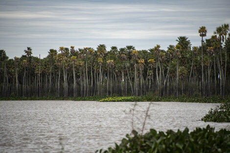 Nuevo Parque Nacional: Laguna El Palmar, en Chaco, se suma al sistema de áreas protegidas