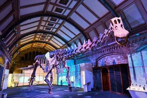 El colosal titanosaurio de la Patagonia será expuesto en un museo de Londres