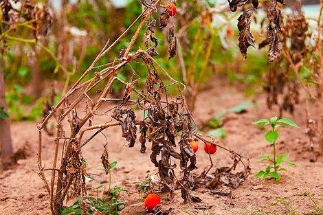 Las plantas estresadas emiten sonidos que se detectan a más de un metro 