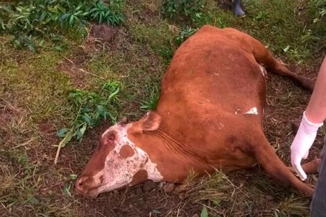 Qué se sabe de la rabia peresiante que se detectó en algunas vacas