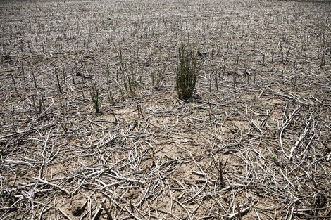 El campo y la producción, después de "La Niña" 