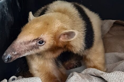 Tráfico ilegal de fauna: rescataron un oso hormiguero en estado crítico en Mendoza