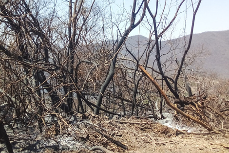 ¿Reforestar o remediar? Esa es la cuestión