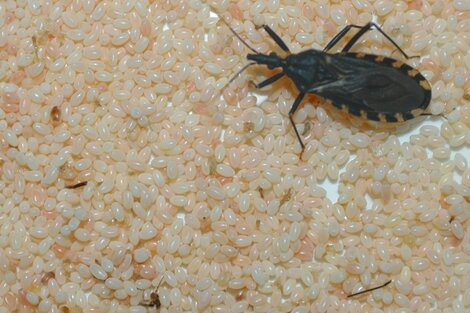 Causado por el parásito T. cruzi, el Chagas se transmite principalmente por la picadura de un insecto conocido como chinche o vinchuca. 