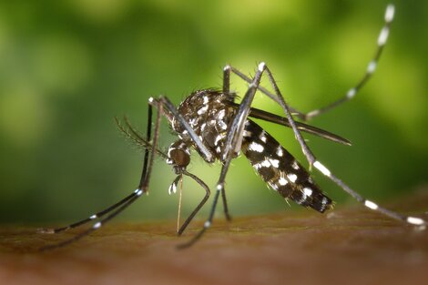 Una mosquita adulta puede poner de 100 a 300 huevos, aunque no todos se terminan desarrollando.