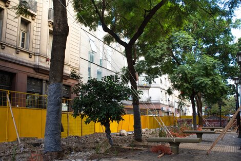 Epitafio para dos jacarandás  