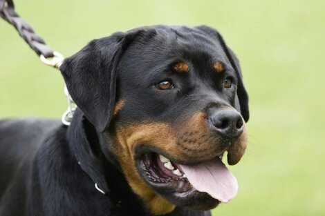 Bahía Blanca:  permanece en terapia intensiva un niño de 11 años brutalmente atacado por tres perros rottweiler 