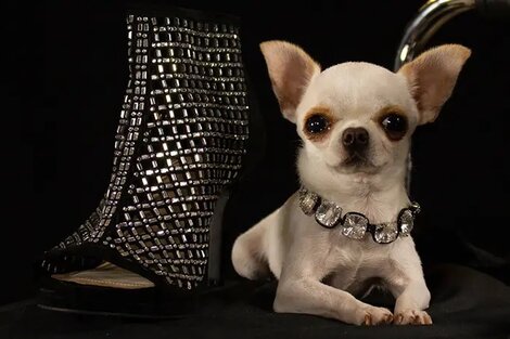 "Somos muy afortunados de tenerla", sostuvo su dueña, cuando presentó su mascota al mundo en un show de talentos. (Foto: Guinness World Records)