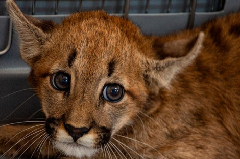 Córdoba: rescataron a un cachorro de puma en un campo y lo derivaron a una reserva 