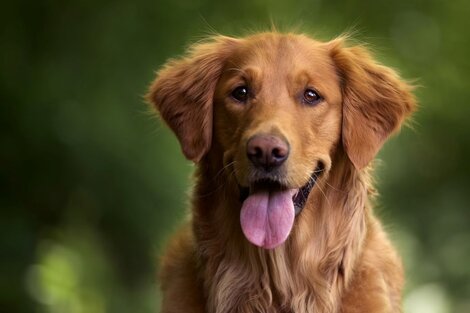 Terapias con animales: cómo pueden ayudar a la inclusión de niños con autismo