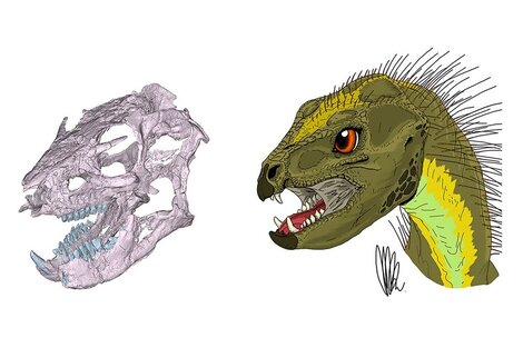 Científicos argentinos reconstruyeron el cráneo de un dinosaurio patagónico  