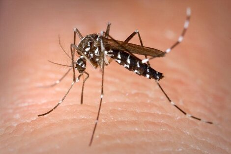 Dengue: se sostiene la baja de casos tras el pico de hace dos semanas. 