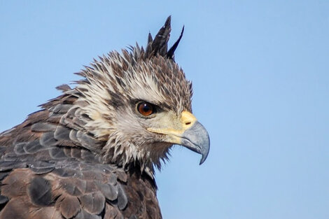 Investigadores de La Pampa crean un dispositivo para evitar la muerte de aves en tendidos eléctricos