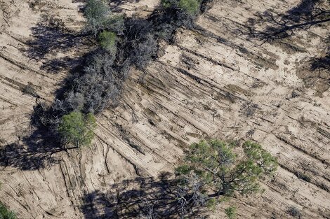 Siguen desmontando en una finca en la que no se debería deforestar