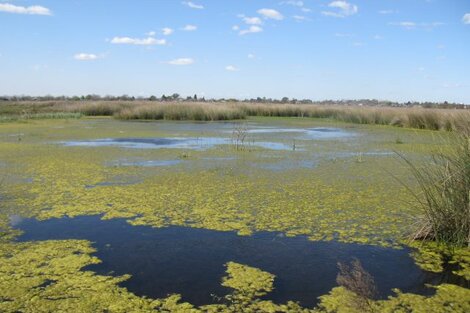 La UNLP pretende vender los terrenos de la reserva