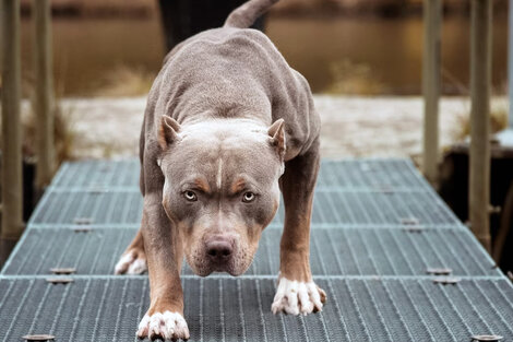 Córdoba: exigirán un chip a los perros "potencialmente peligrosos"