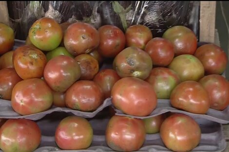 El tomate por las nubes: a cuánto está el kilo 