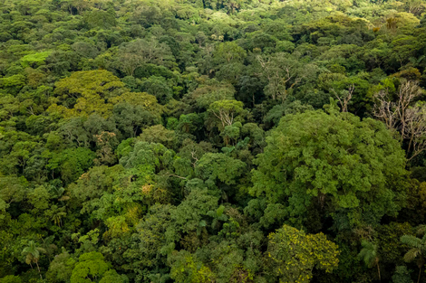 Colombia investigará a los responsables de financiar la deforestación del país