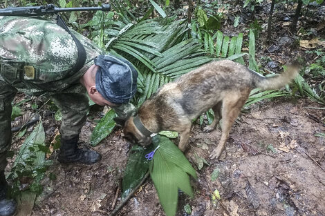 Cómo fue el hallazgo de cuatro niños que sobrevivieron a la caída de una avioneta y pasaron 17 días en la selva