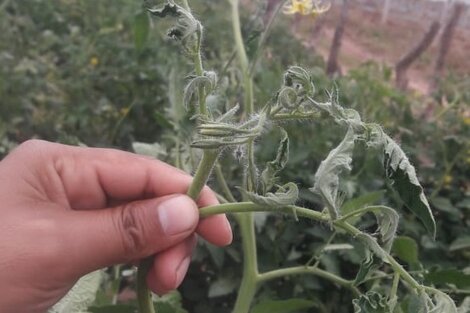 Colonia Santa Rosa: afirman que la deriva de glifosato arruinó plantaciones hortícolas