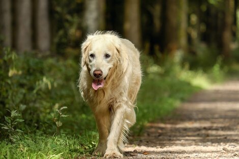 Vecinos de Magdalena denuncian que envenenaron al menos a 15 perros