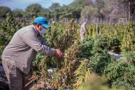 La empresa Agrogenética.