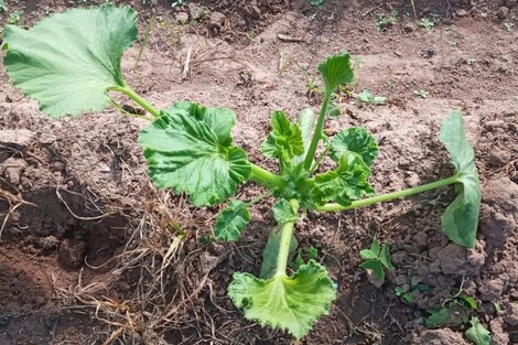 Ambiente hará inspecciones en Colonia Santa Rosa por la deriva de herbicidas 