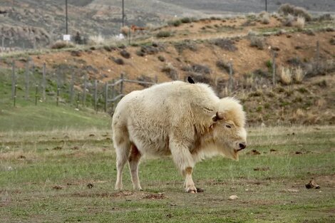 Un bisonte blanco nació en Estados Unidos, en un hecho inédito