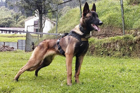 Colombia: más de 70 militares buscan a Wilson, el perro que ayudó a buscar a los niños en la selva 