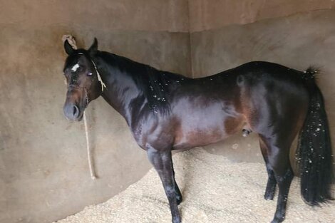 Denuncian la muerte de un caballo explotado en carreras cuadreras 