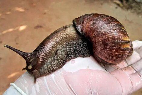 El caracol terrestre gigante africano acecha en Florida