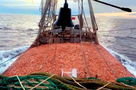 Más langostinos para los puertos bonaerenses