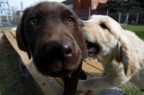 Mendoza realiza un inédito censo de perros y gatos para controlar la población animal