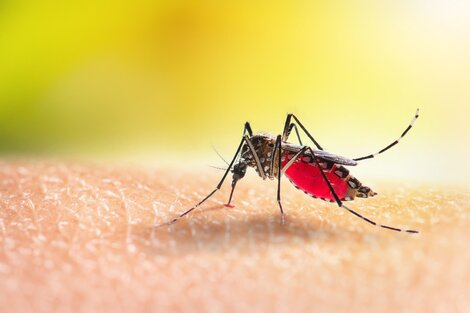 Cinco casos de transmisión local de malaria en Florida y Texas 