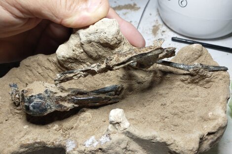 Hallan en San Pedro los restos fósiles de un  pájaro carpintero que vivió hace 200 mil años