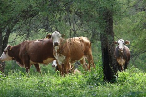 Bosques nativos con ganadería