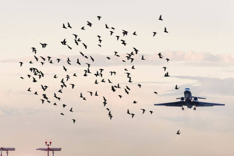 Científicos promueven la coexistencia armoniosa entre aves y aviones