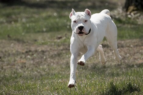 Murió una chica de 15 años tras ser atacada por dos perros dogo en Córdoba 