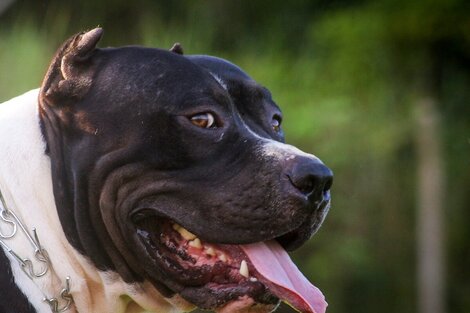 Cuáles son las razas de perros consideradas peligrosas en la Ciudad de Buenos Aires 